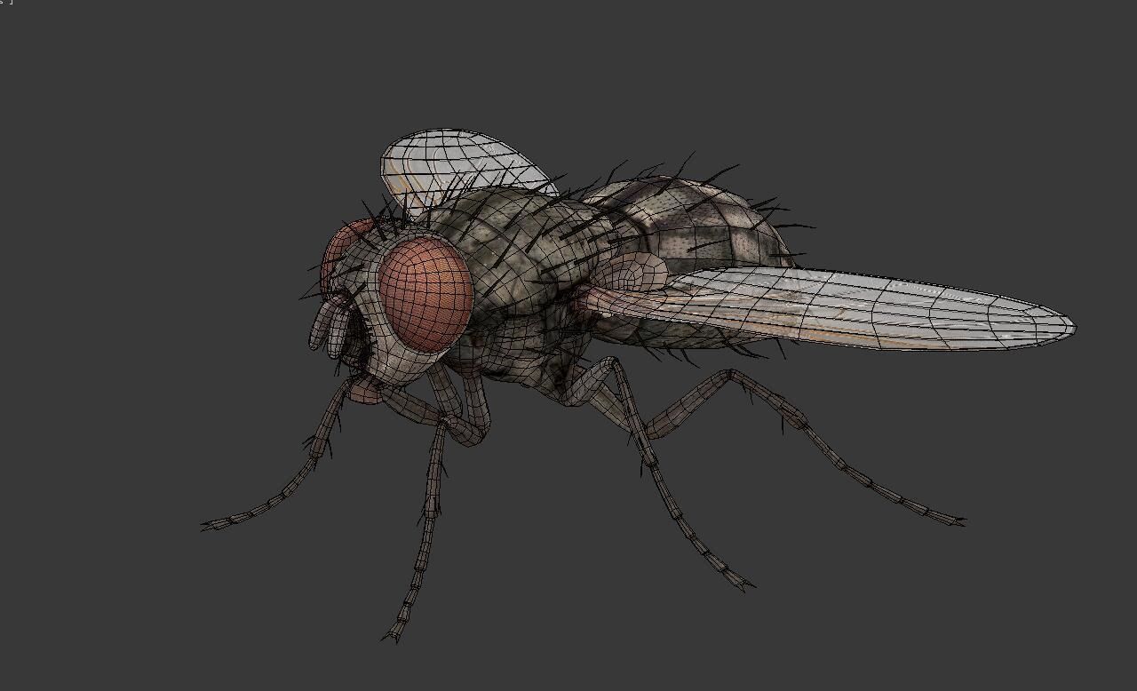 fly  housefly Low-poly 3D model_6