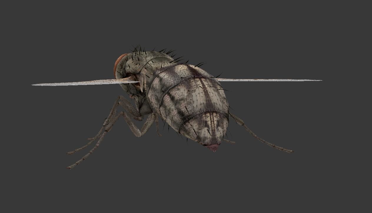 fly  housefly Low-poly 3D model_3