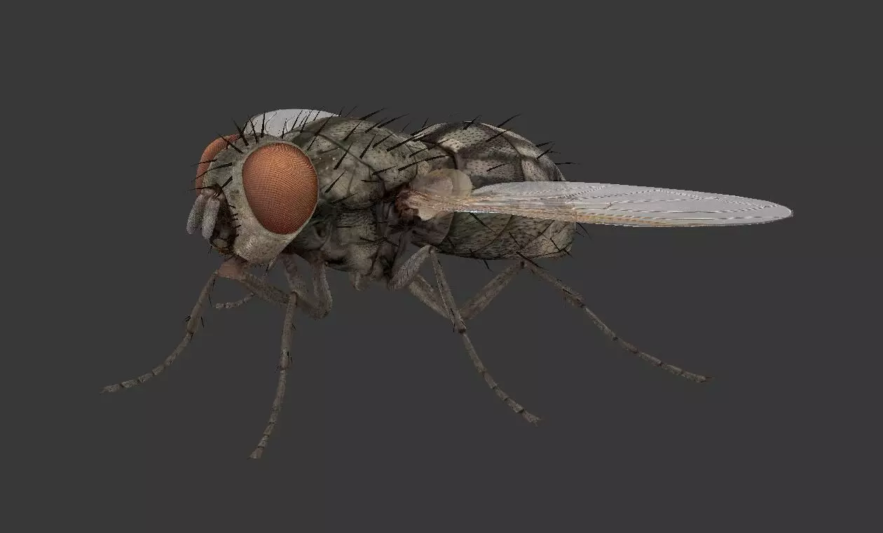 fly  housefly Low-poly 3D model_0