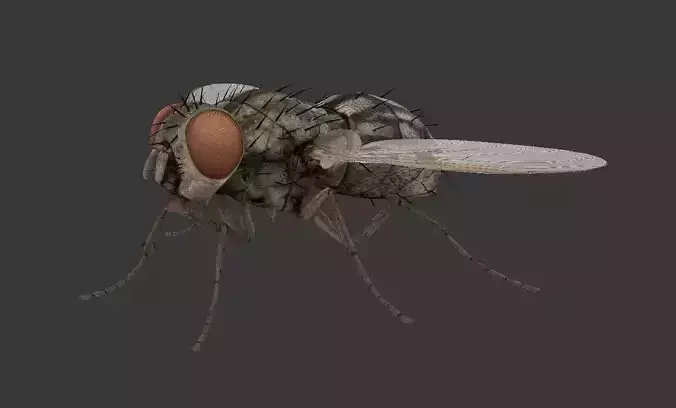 fly  housefly Low-poly 3D model