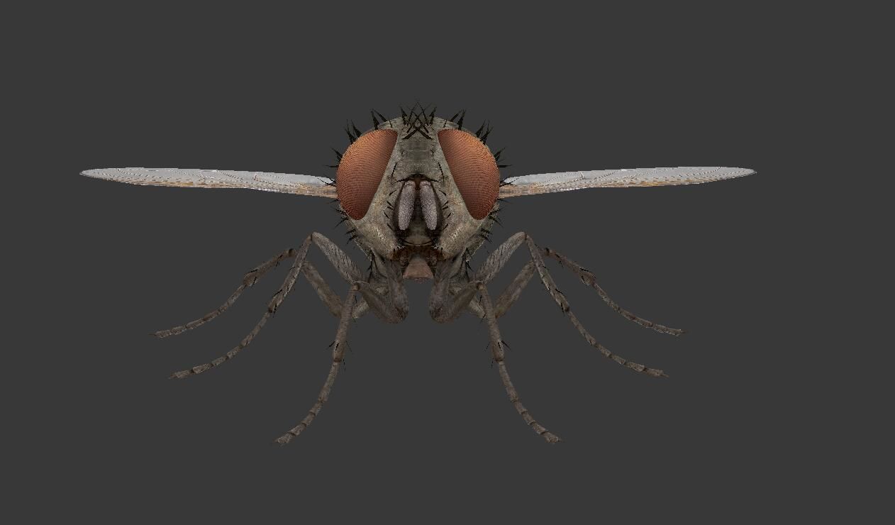 fly  housefly Low-poly 3D model_1