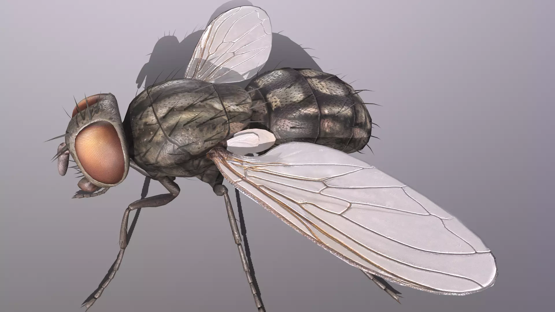 fly housefly Low-poly 3D model