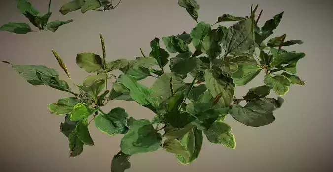 Photorealistic Broadleaf Plantain - plant for ground coverage  Low-poly 3D model