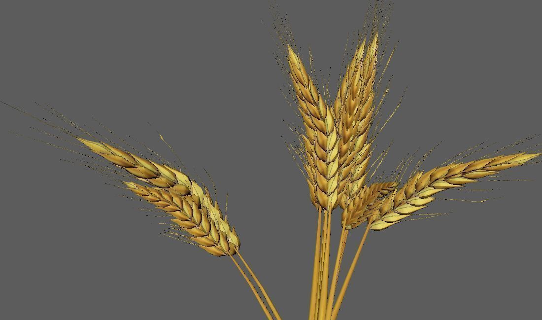 Wheat Golden model 3D model_2