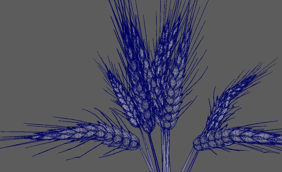 Wheat Golden model 3D model_4