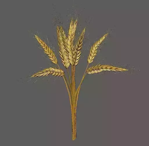 Wheat Golden model