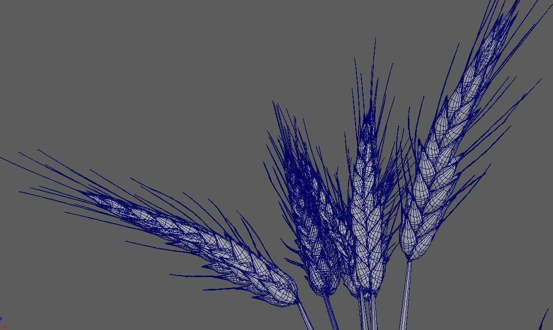 Wheat Golden model 3D model_3