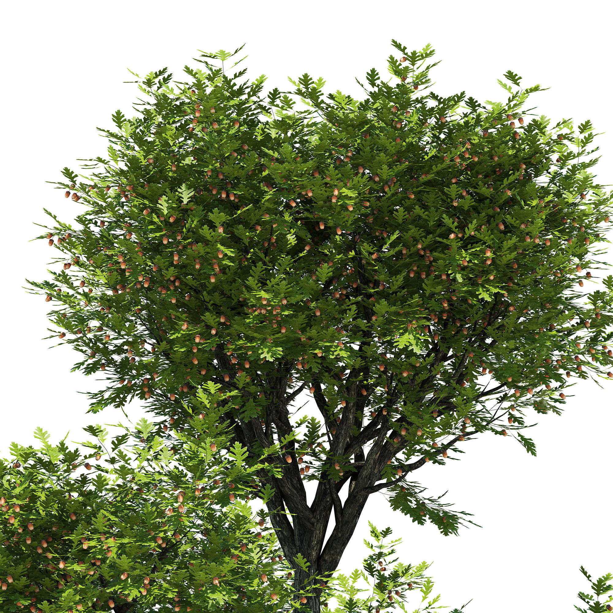 Oak tree 3D model_3