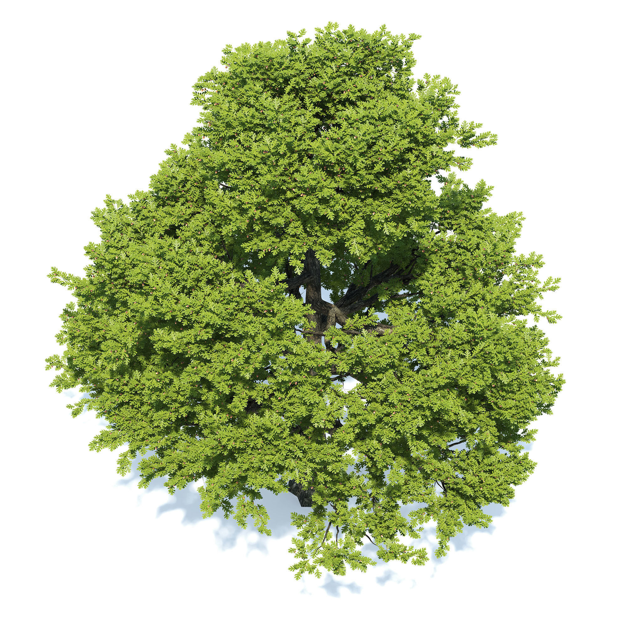 Oak tree 3D model_5