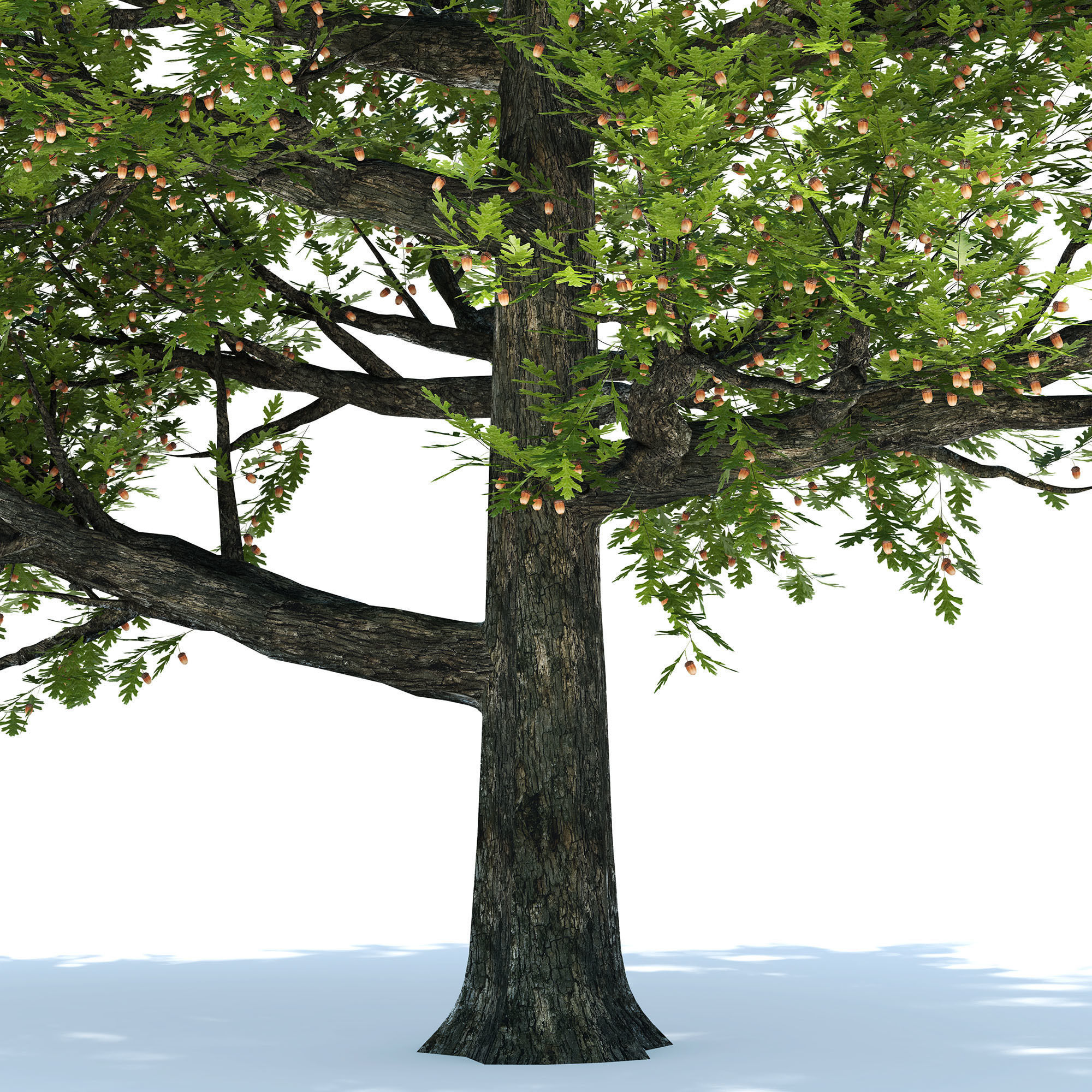 Oak tree 3D model_1