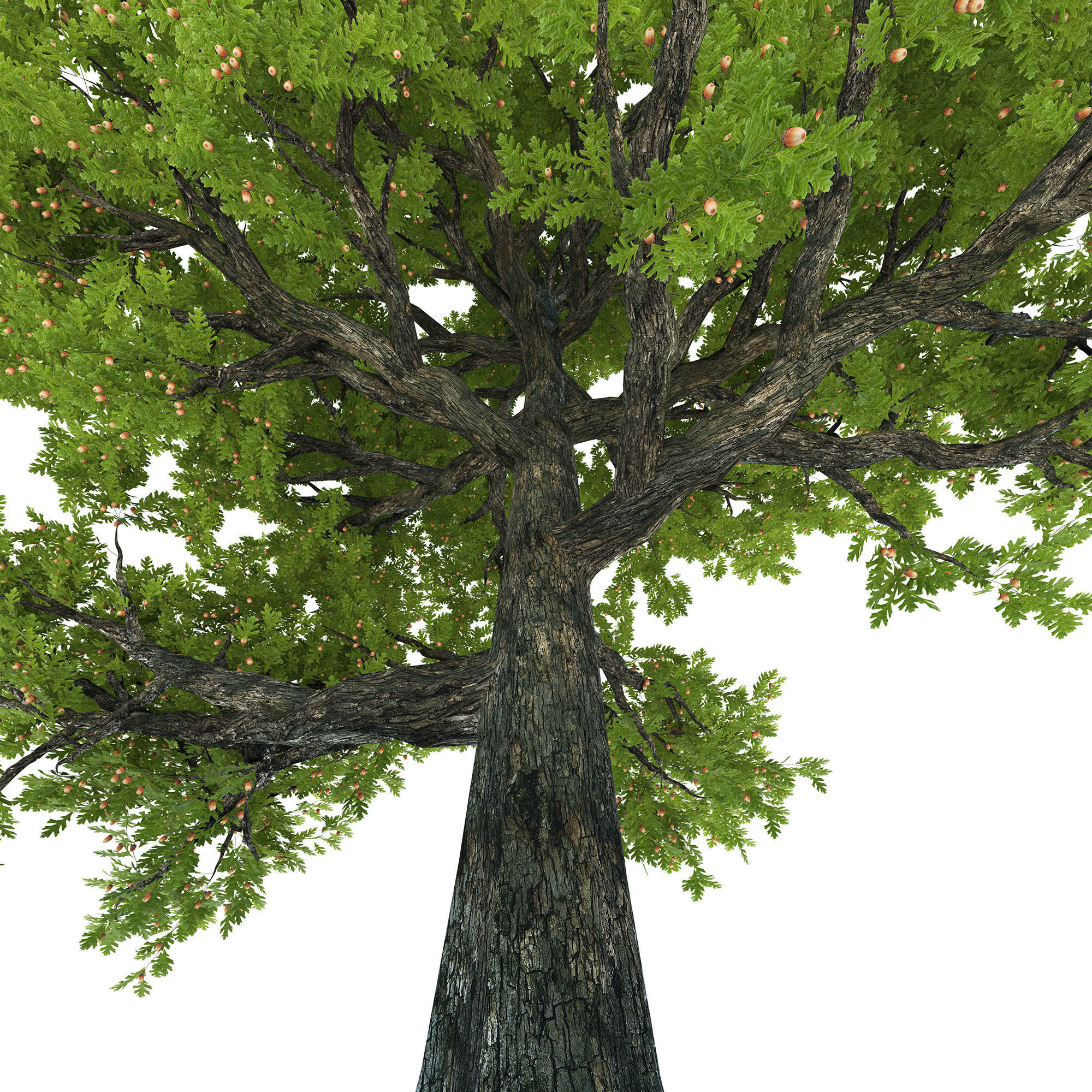 Oak tree 3D model_4
