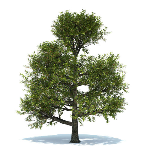 Oak tree 3D model