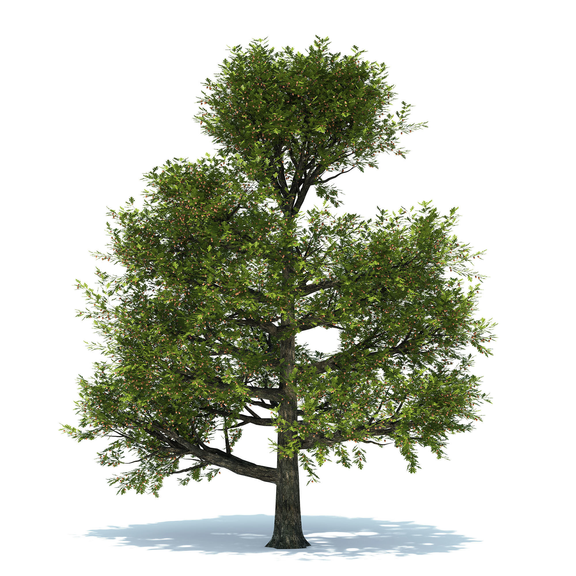 Oak tree 3D model_0