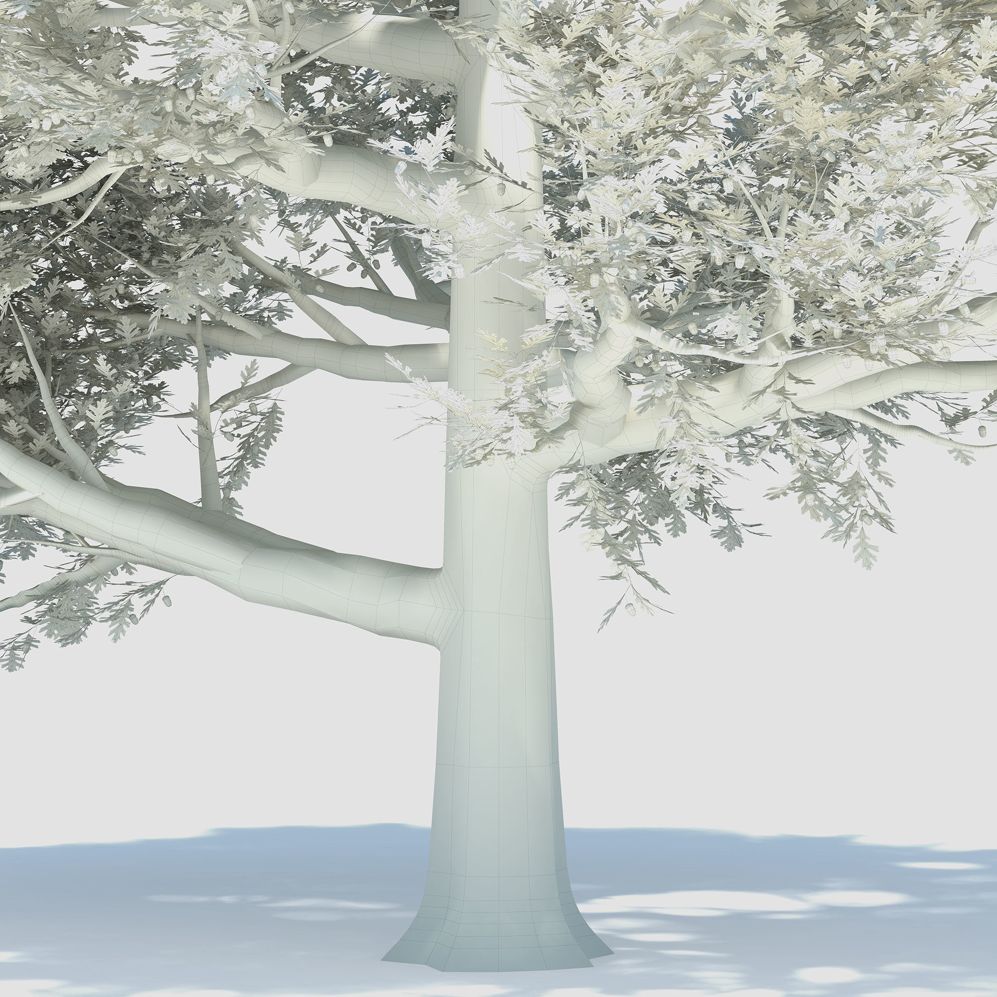 Oak tree 3D model_9