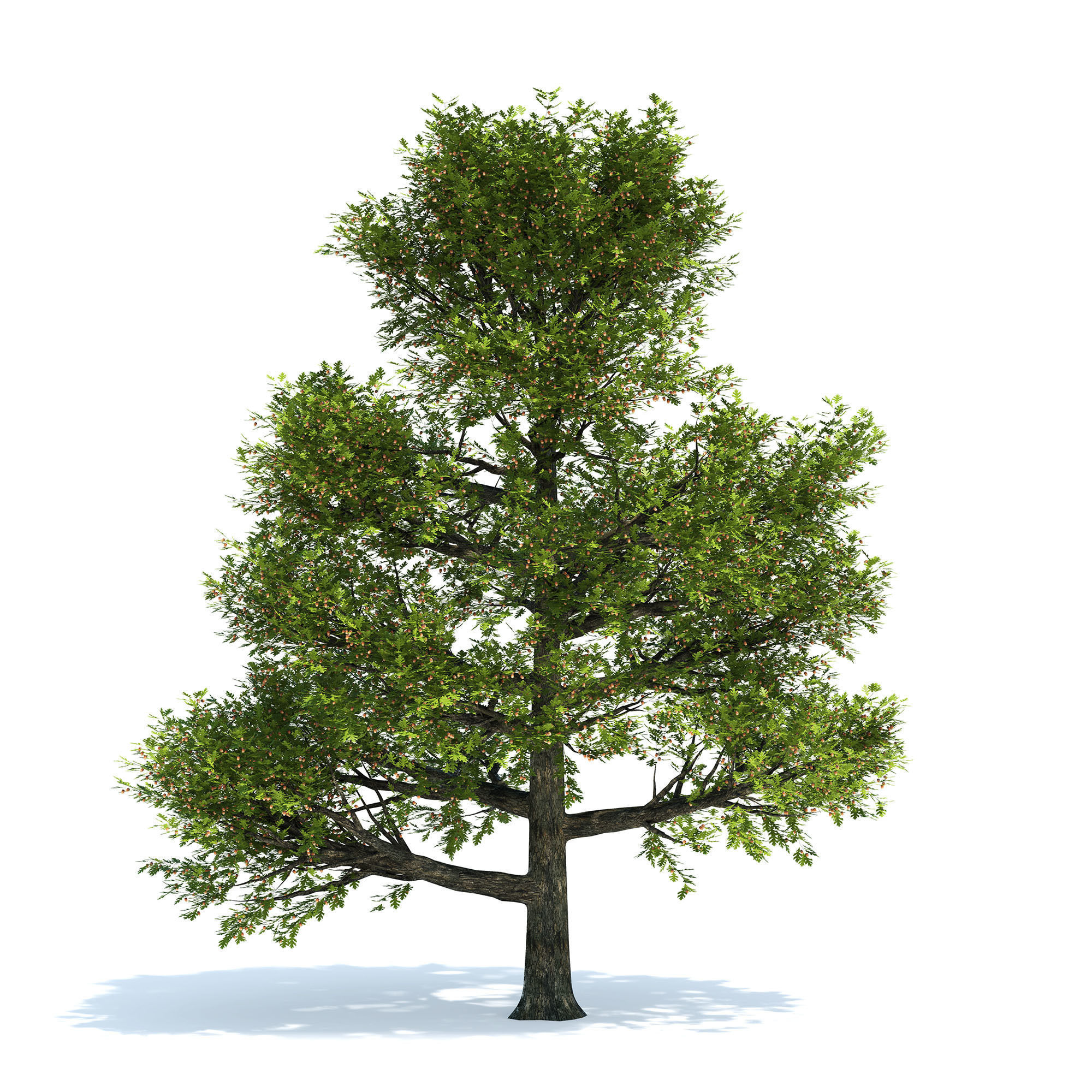 Oak tree 3D model_2