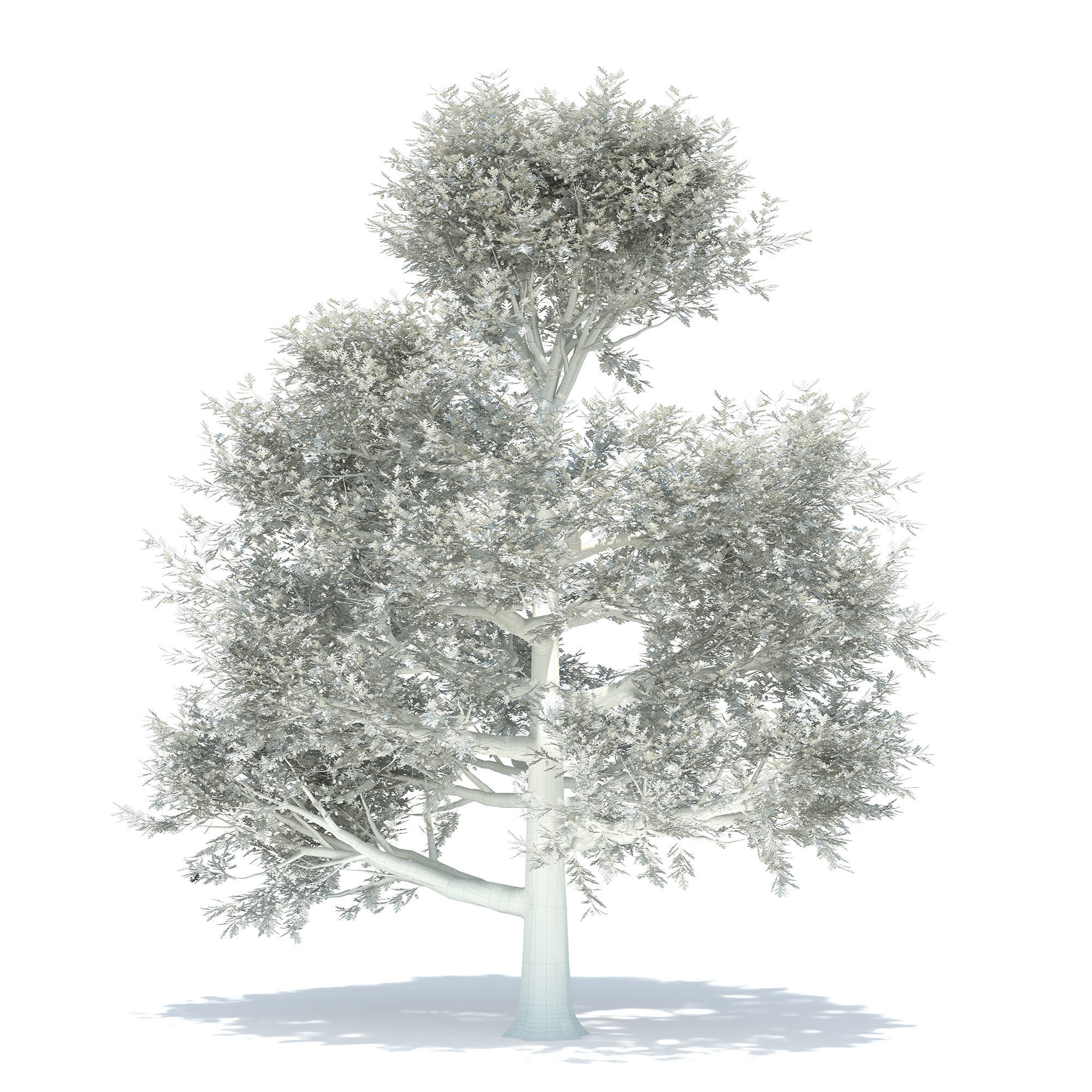 Oak tree 3D model_7