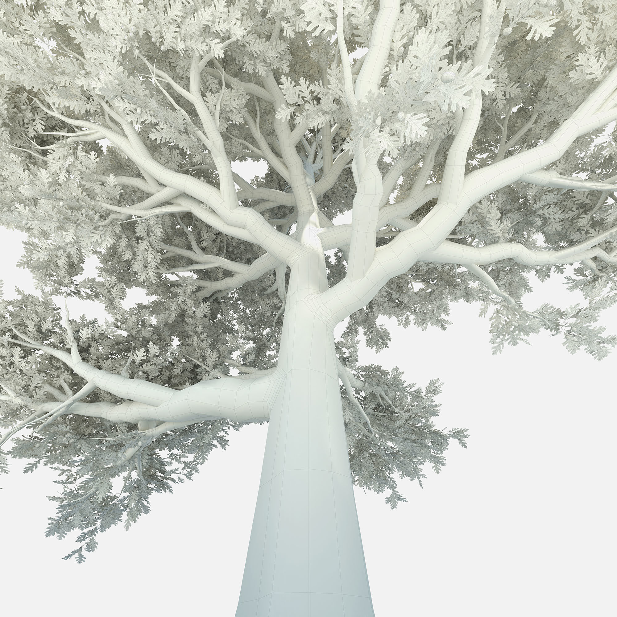 Oak tree 3D model_8