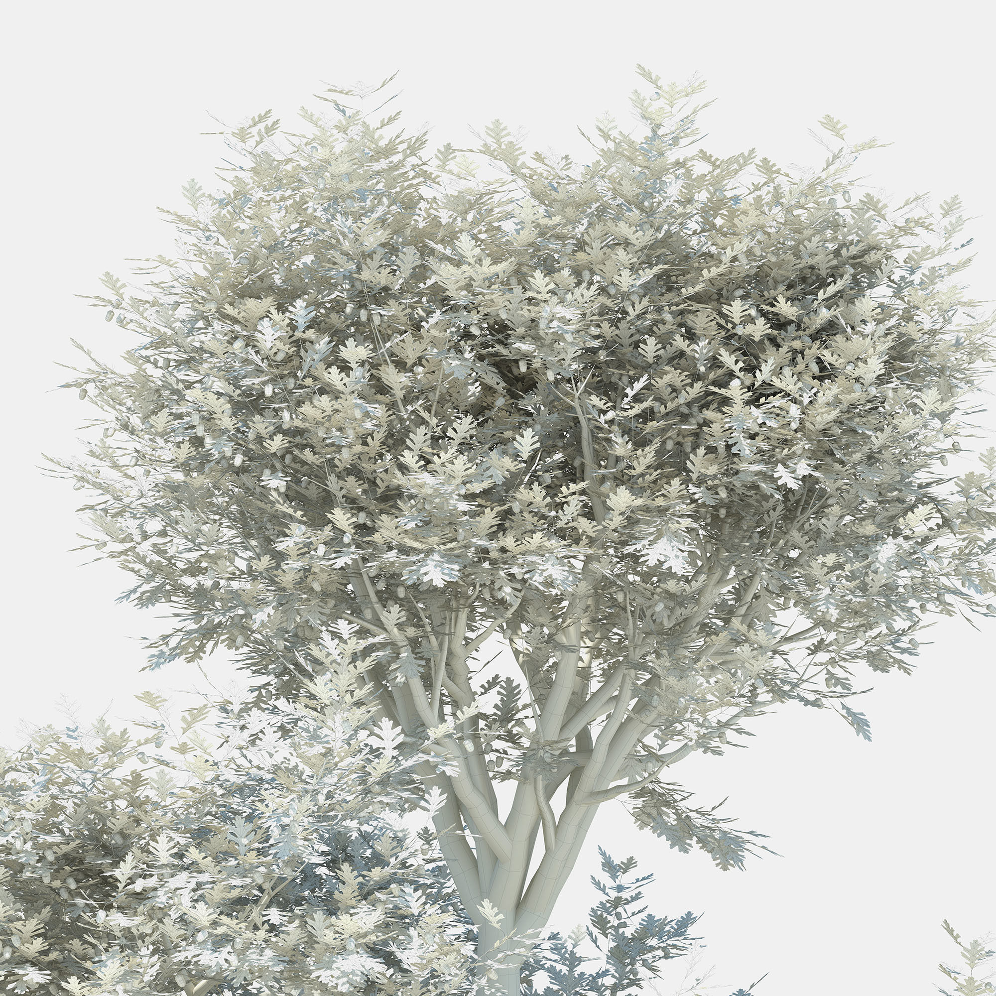 Oak tree 3D model_10