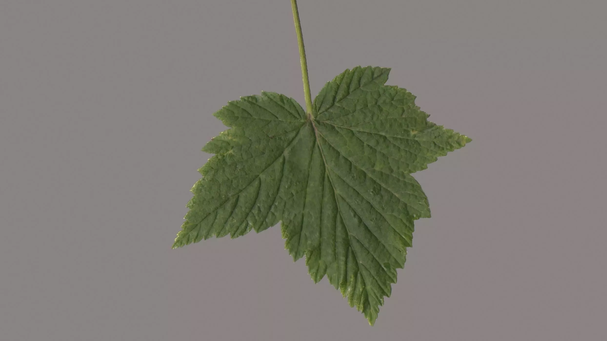 Leaf Currant Texture