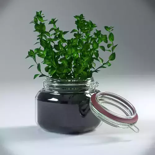 Oregano plant in glass jar
