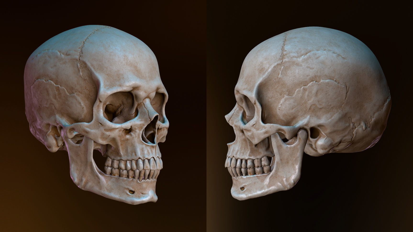 Human Skull Caucasian Male Low-poly 3D model_8