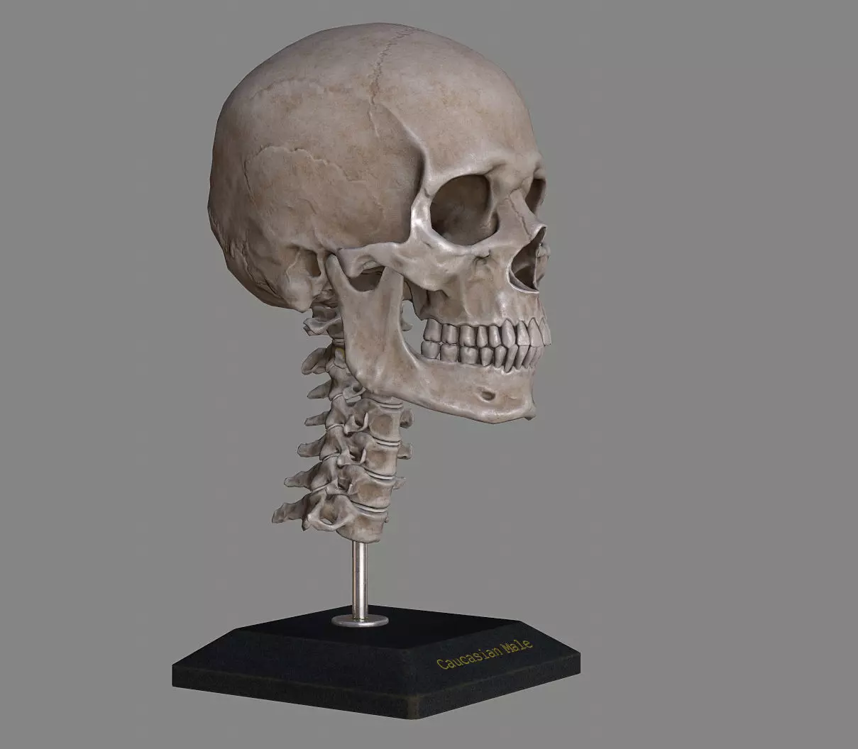 Human Skull Caucasian Male Low-poly 3D model_0