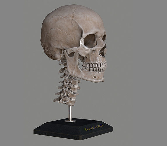 Human Skull Caucasian Male Low-poly 3D model