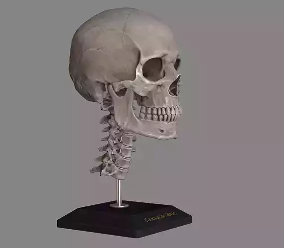Human Skull Caucasian Male Low-poly 3D model