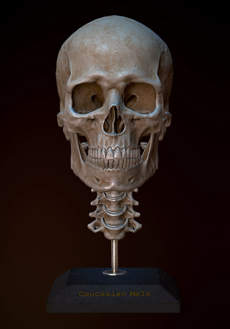 Human Skull Caucasian Male Low-poly 3D model_4