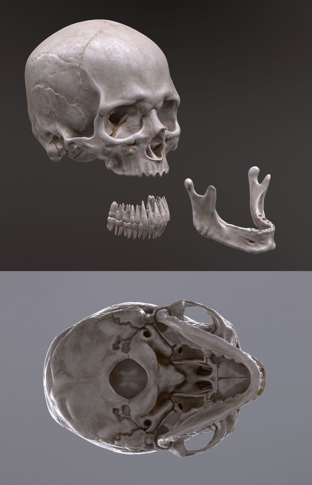 Human Skull Caucasian Male Low-poly 3D model_9