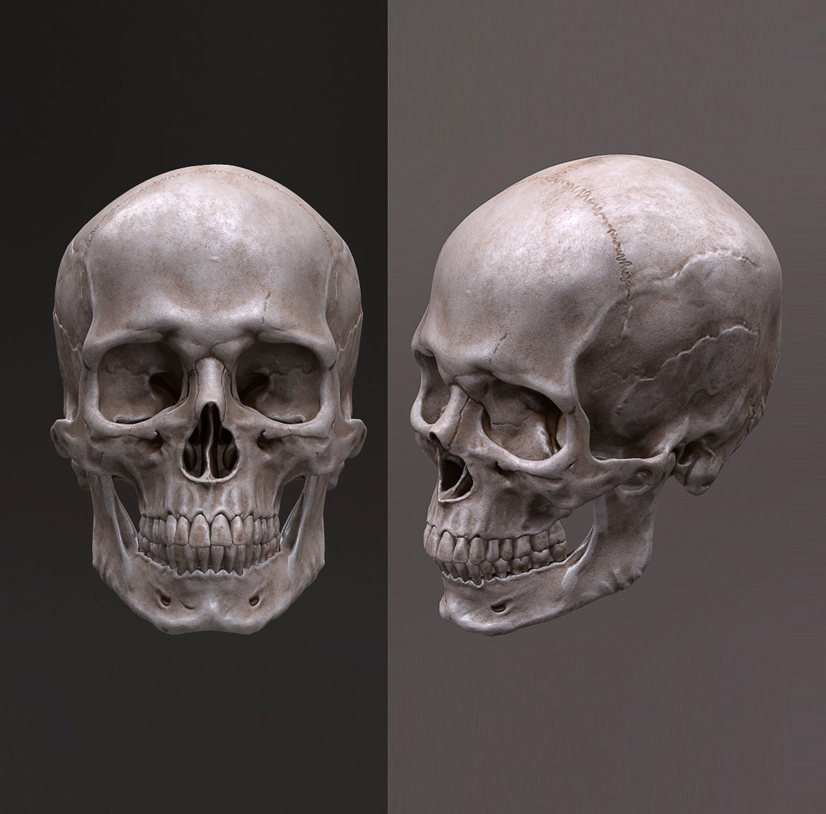 Human Skull Caucasian Male Low-poly 3D model_5