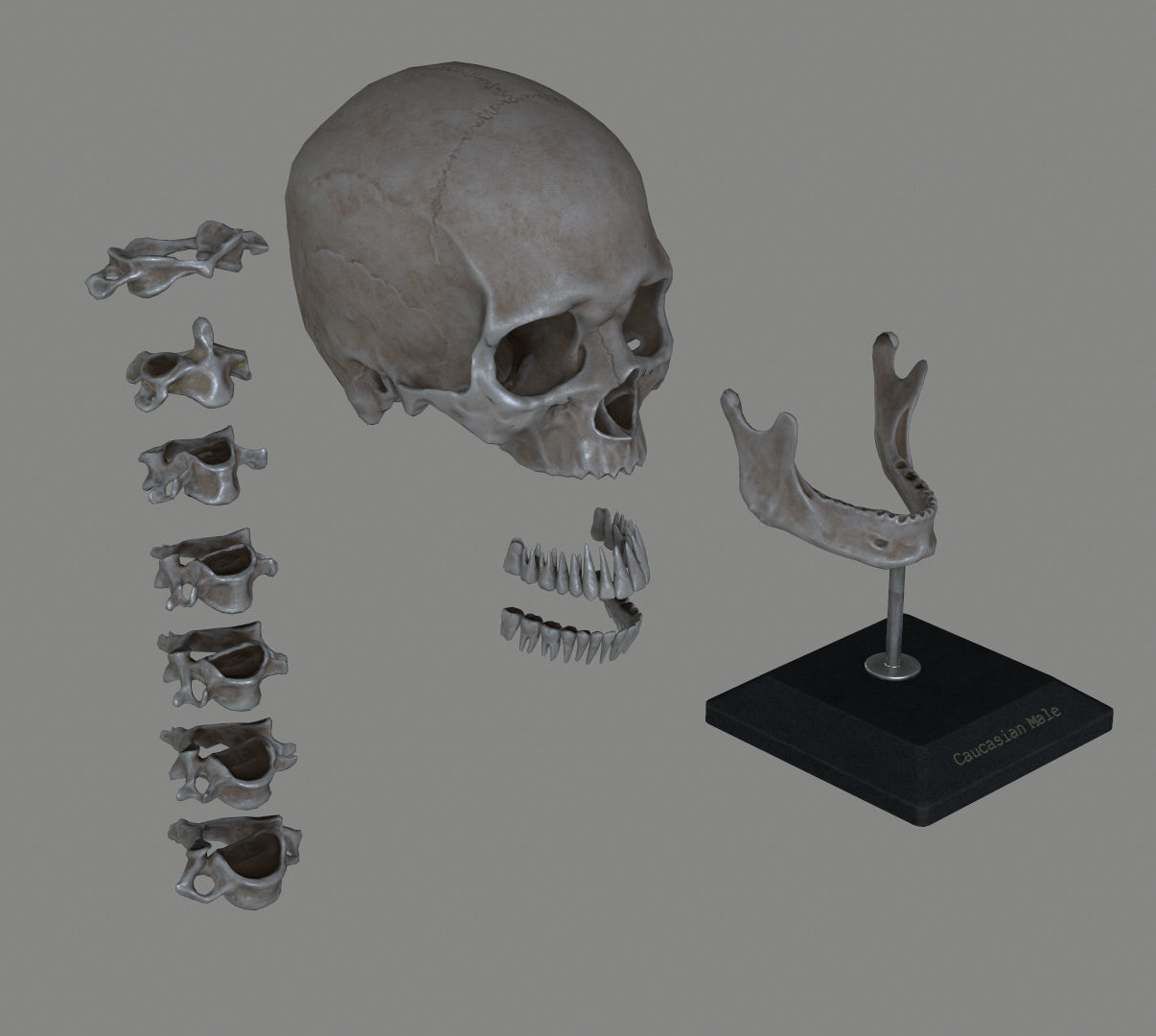 Human Skull Caucasian Male Low-poly 3D model_10