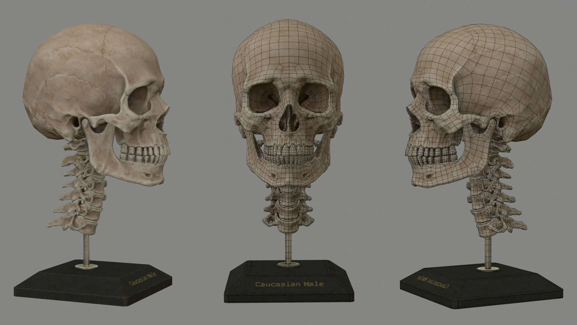 Human Skull Caucasian Male Low-poly 3D model_3