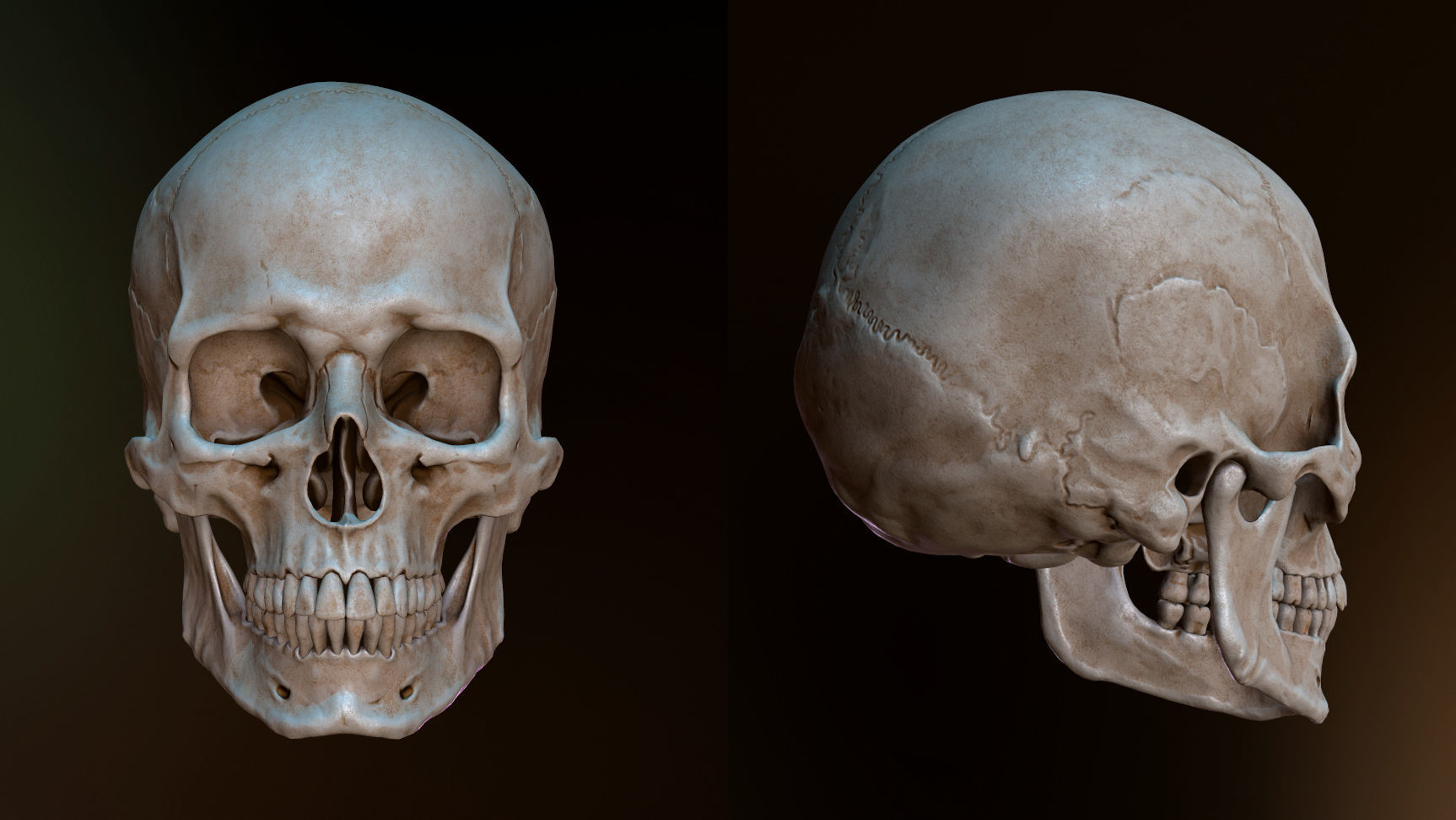 Human Skull Caucasian Male Low-poly 3D model_7