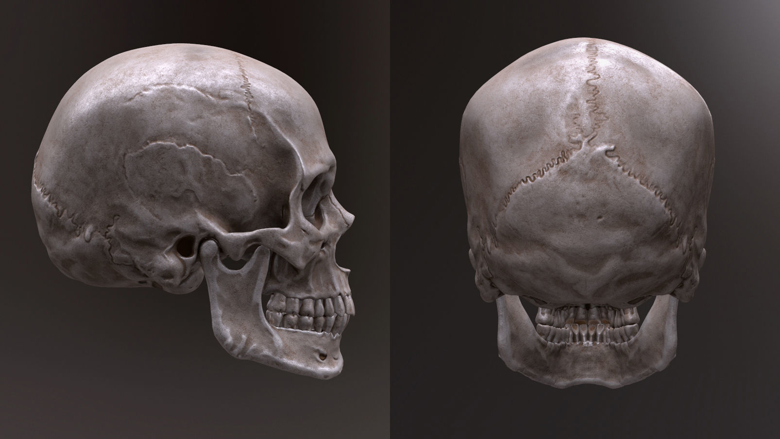 Human Skull Caucasian Male Low-poly 3D model_6