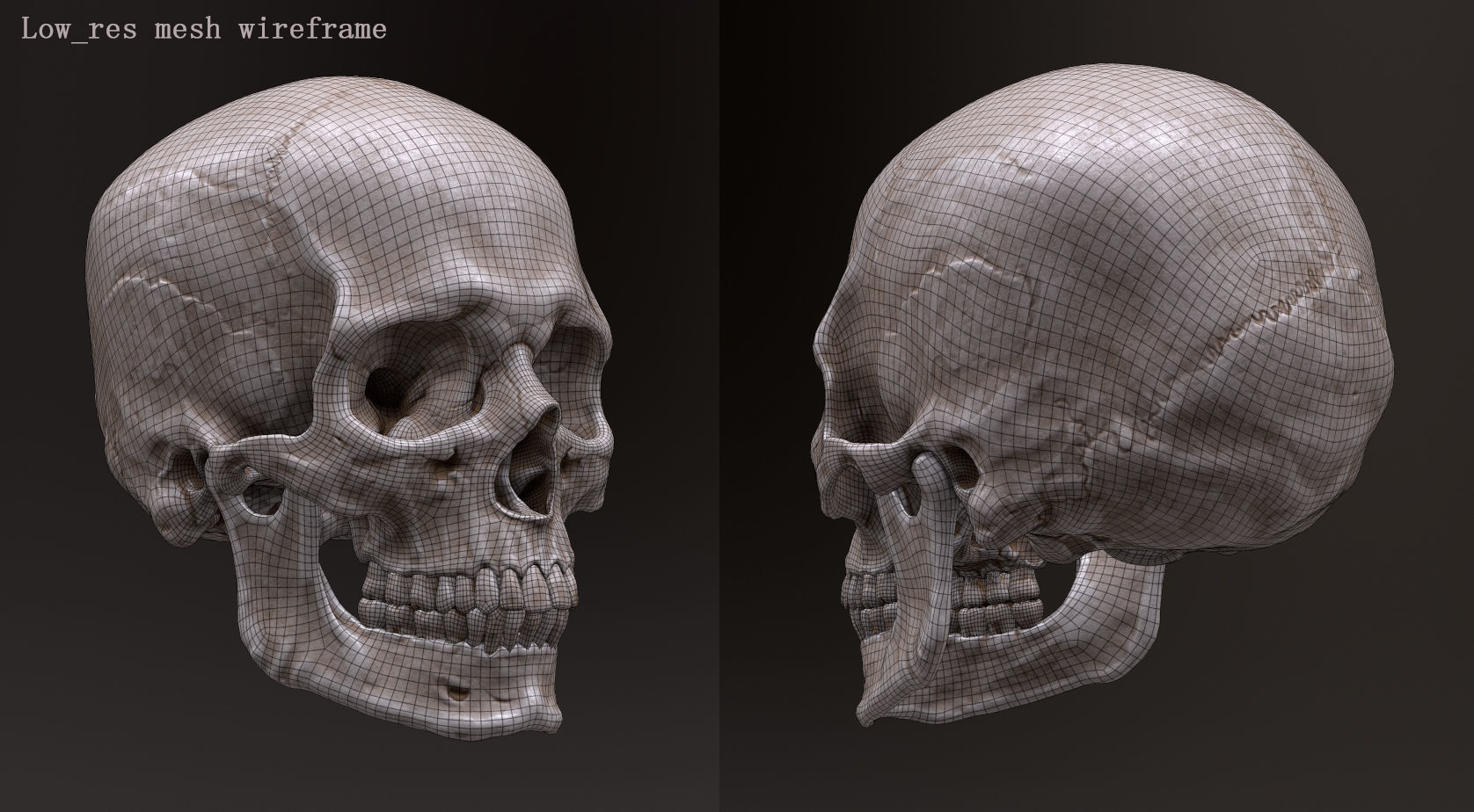 Human Skull Caucasian Male Low-poly 3D model_11