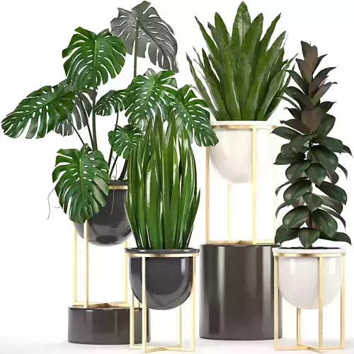 Collection of plants in pots  3D model