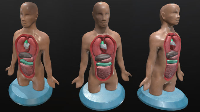 Human Anatomy Low-poly 3D model