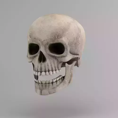 Skull human