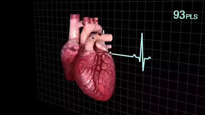 Human heart  animated 3D model