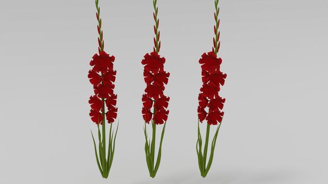 Gladiolus three flowers 3D model