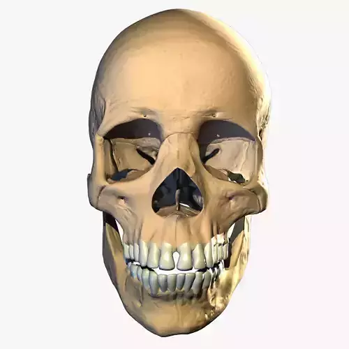 UberSkull model and textures