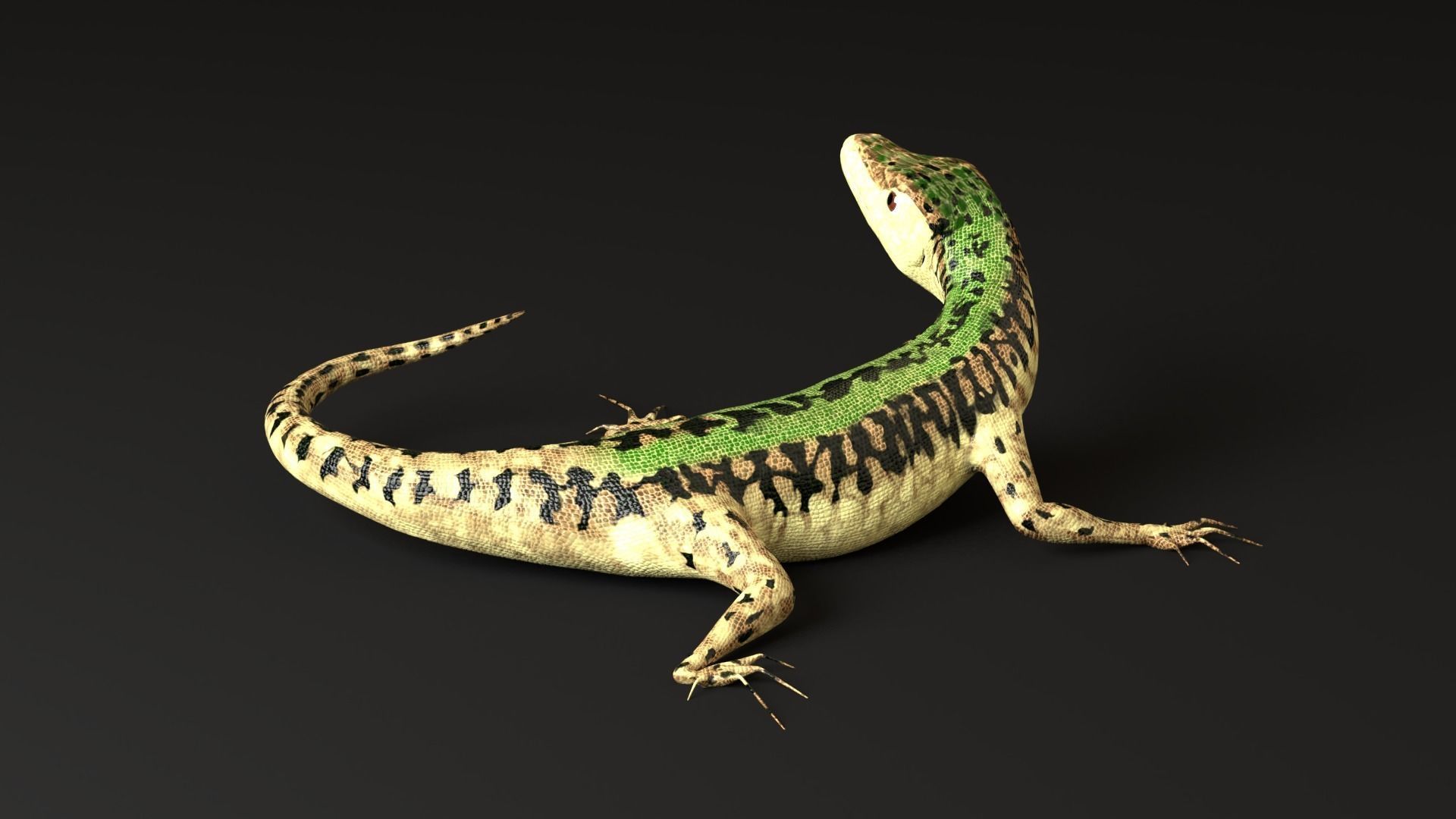 Green Lizard- Podarcis Sicula Low-poly 3D model_7
