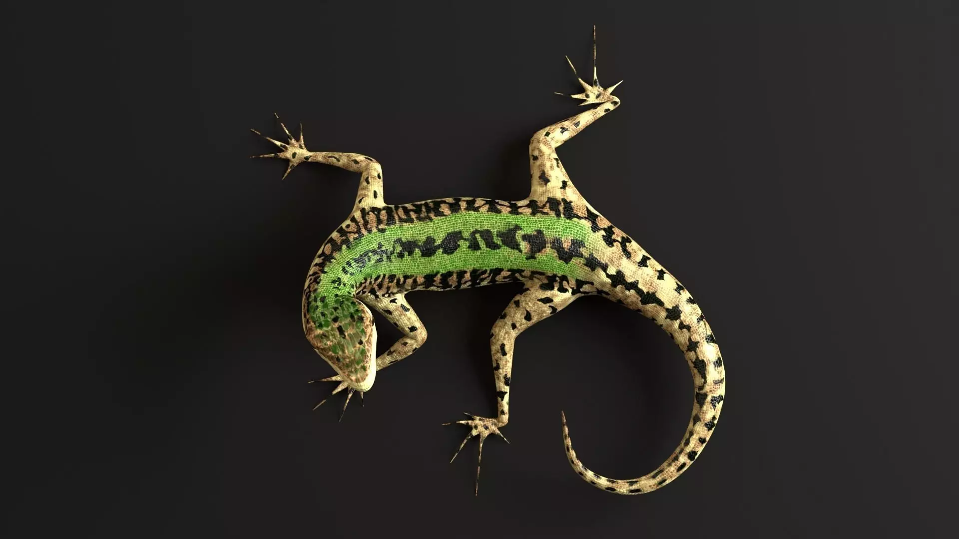 Green Lizard- Podarcis Sicula Low-poly 3D model_0