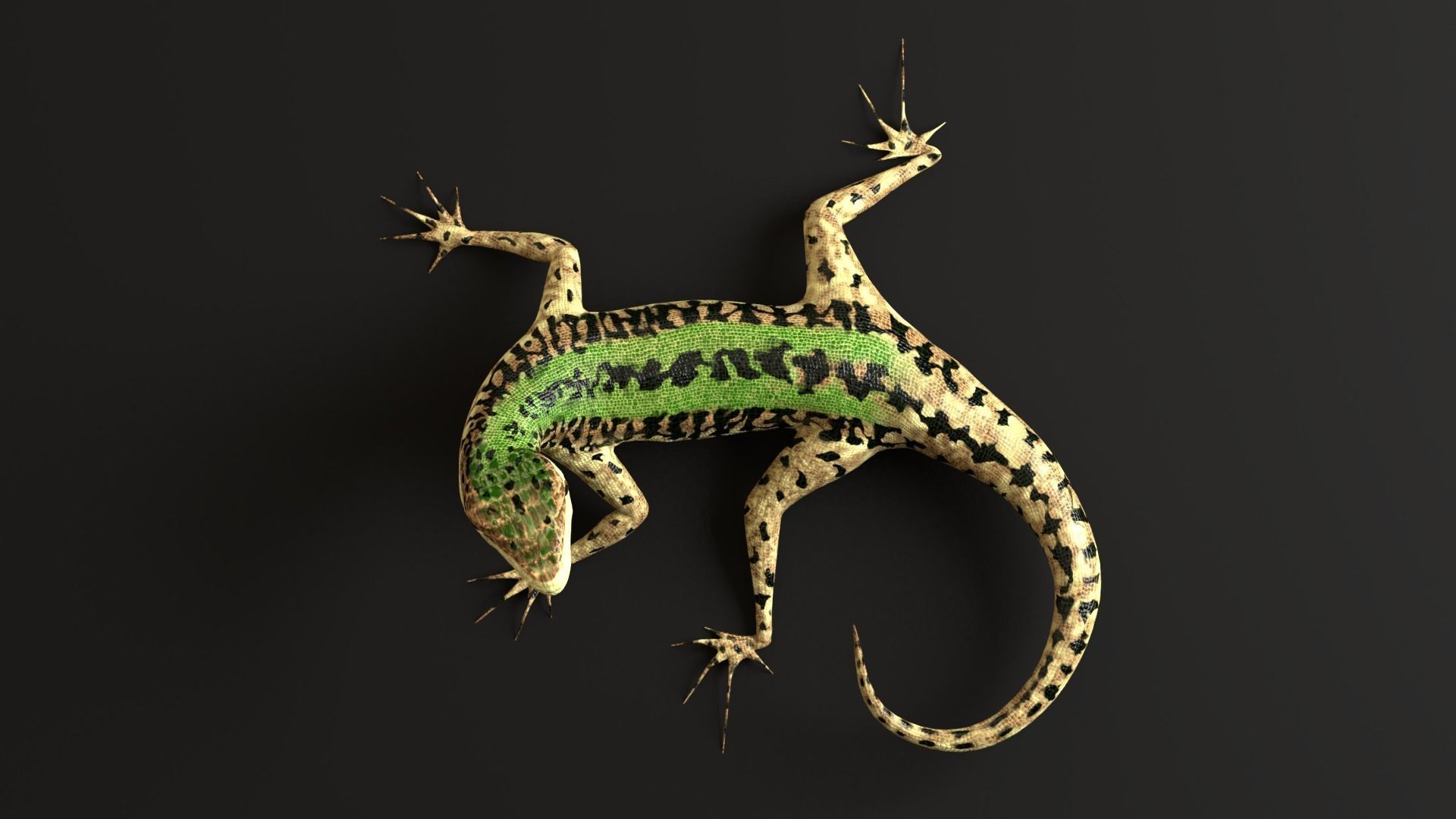 Green Lizard- Podarcis Sicula