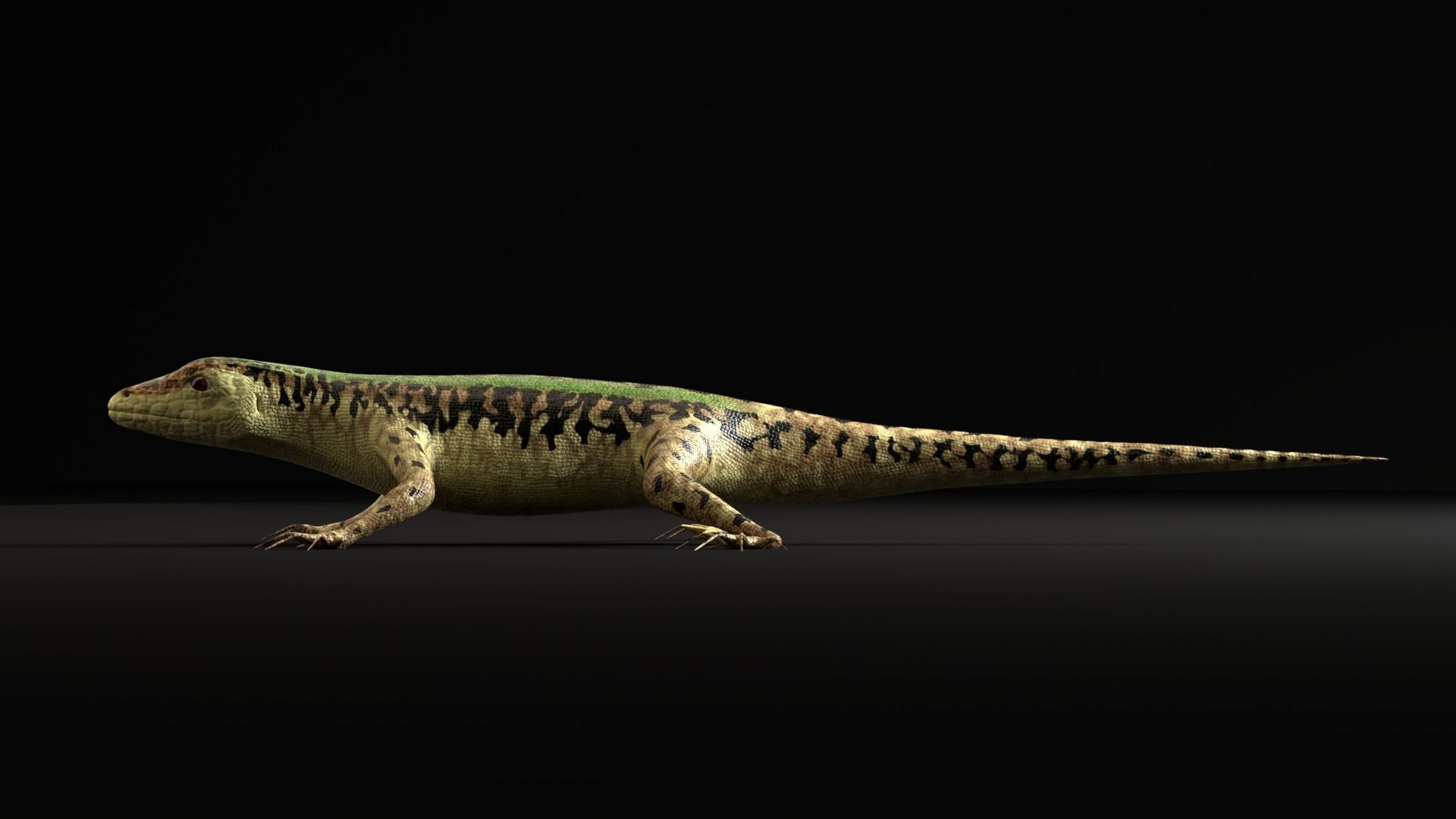 Green Lizard- Podarcis Sicula Low-poly 3D model_13
