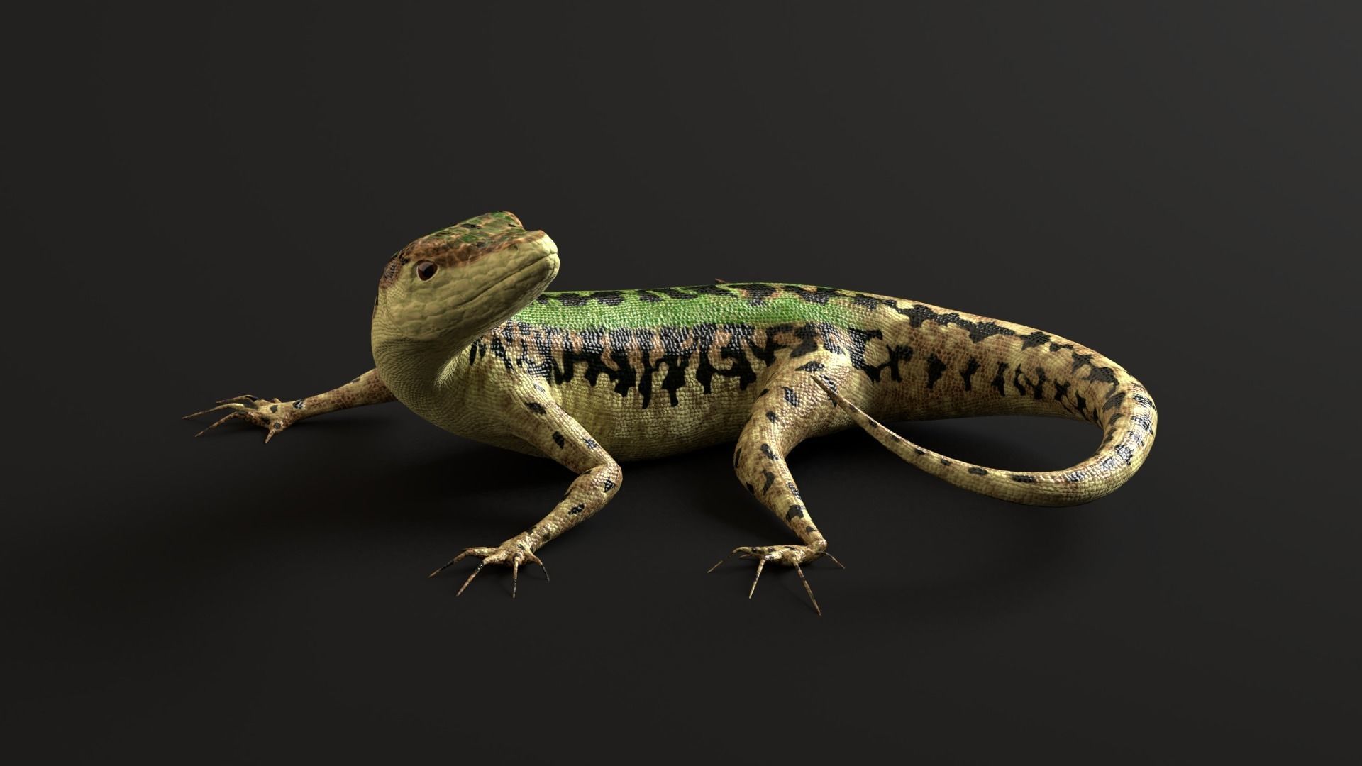 Green Lizard- Podarcis Sicula Low-poly 3D model_4