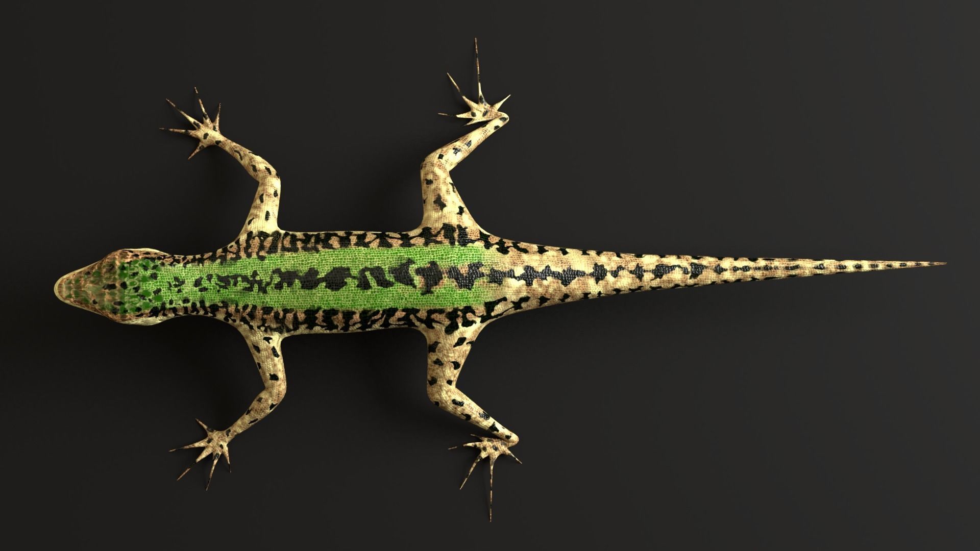 Green Lizard- Podarcis Sicula Low-poly 3D model_10