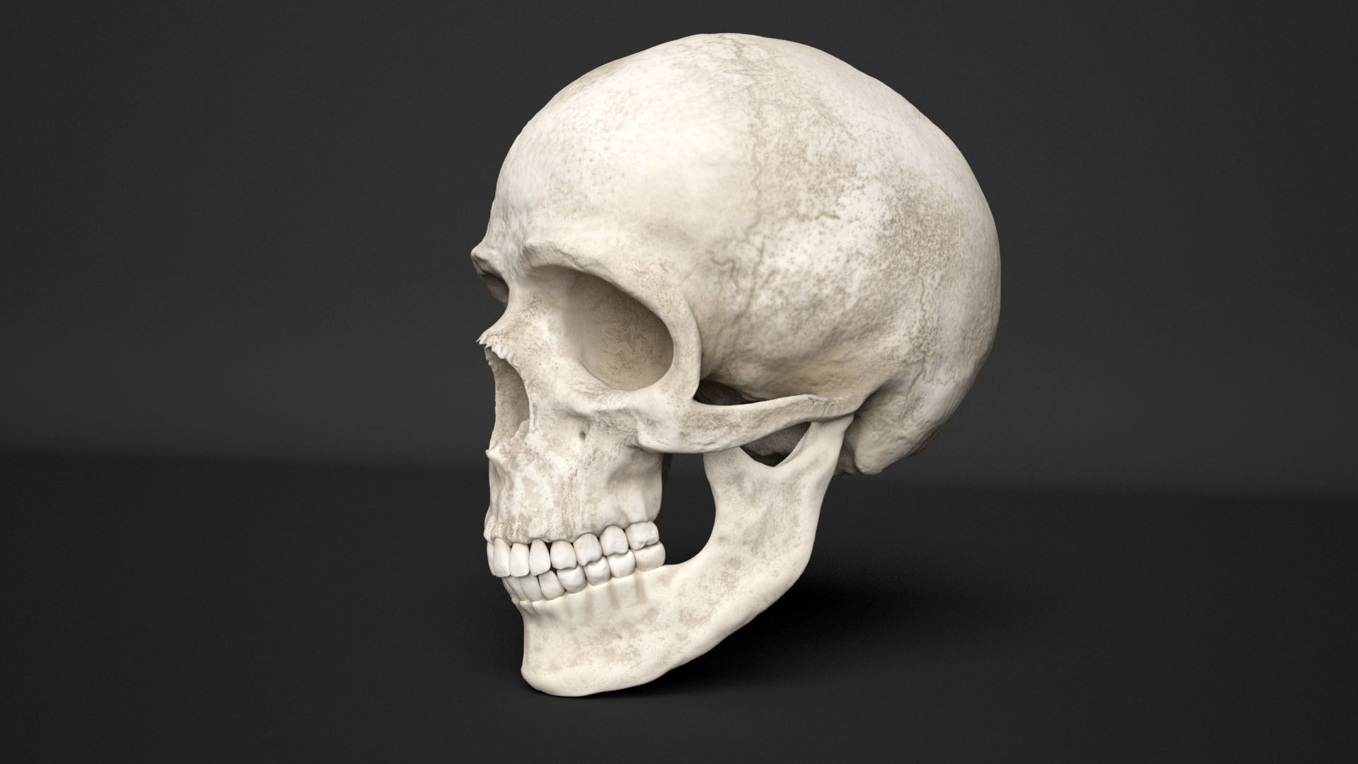 human skull  3D model_3