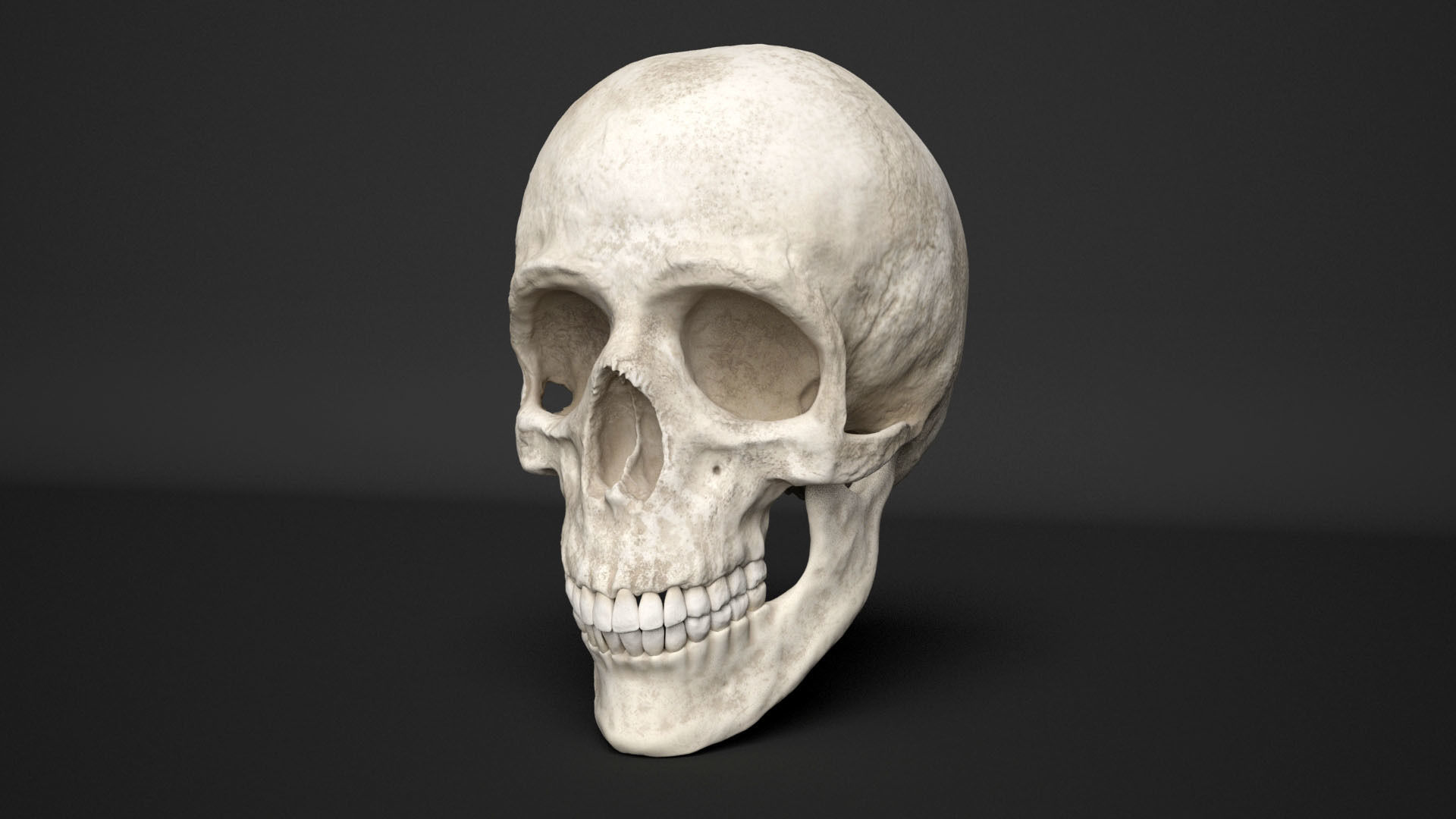human skull  3D model_2